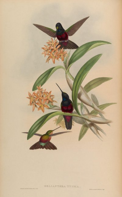 Helianthea typica = Coeligena helianthea - John Gould